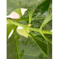 Кофе арабика 102