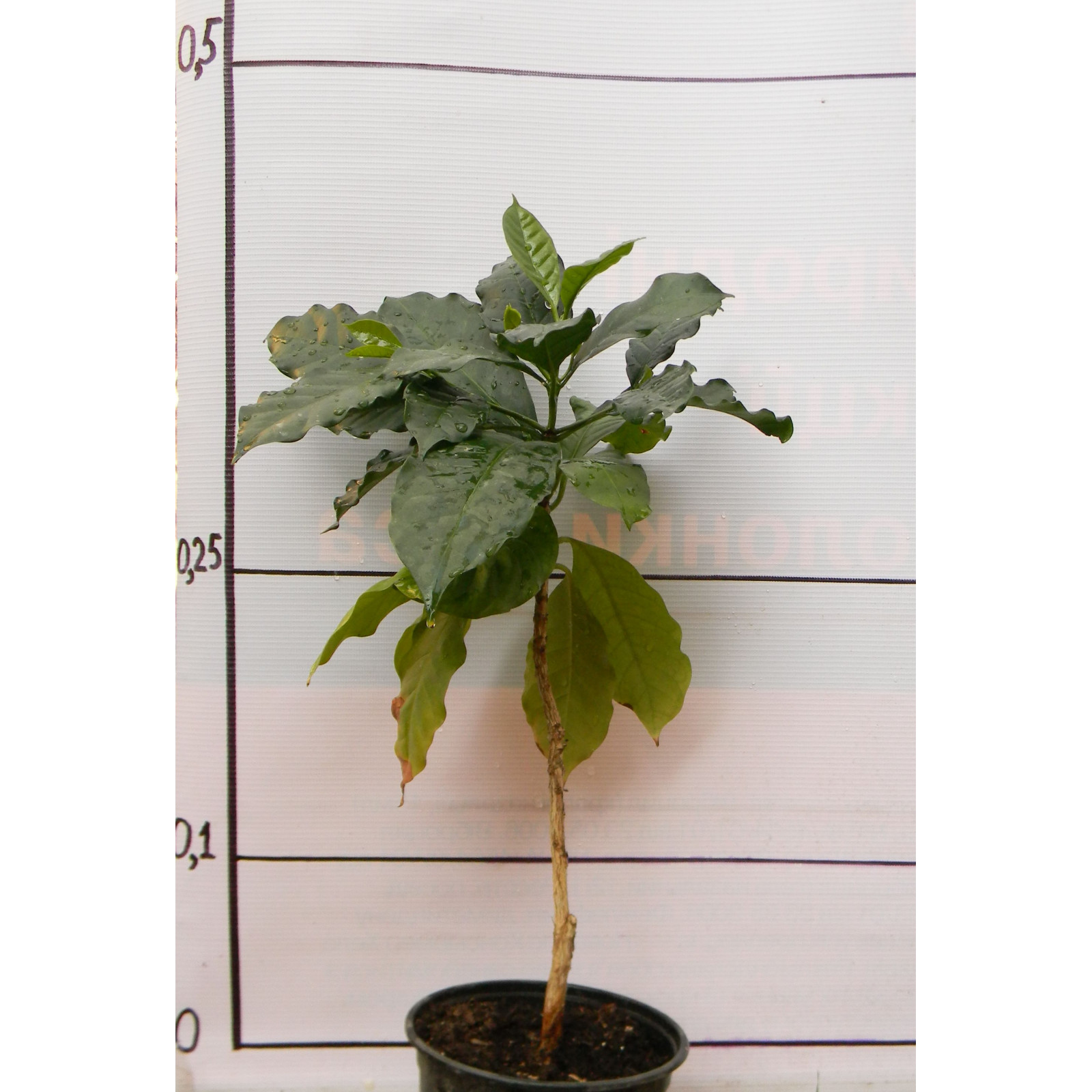 Кофе арабика