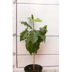 Кофе арабика 103