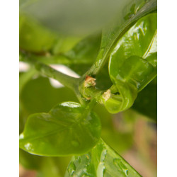 Кофе арабика 103