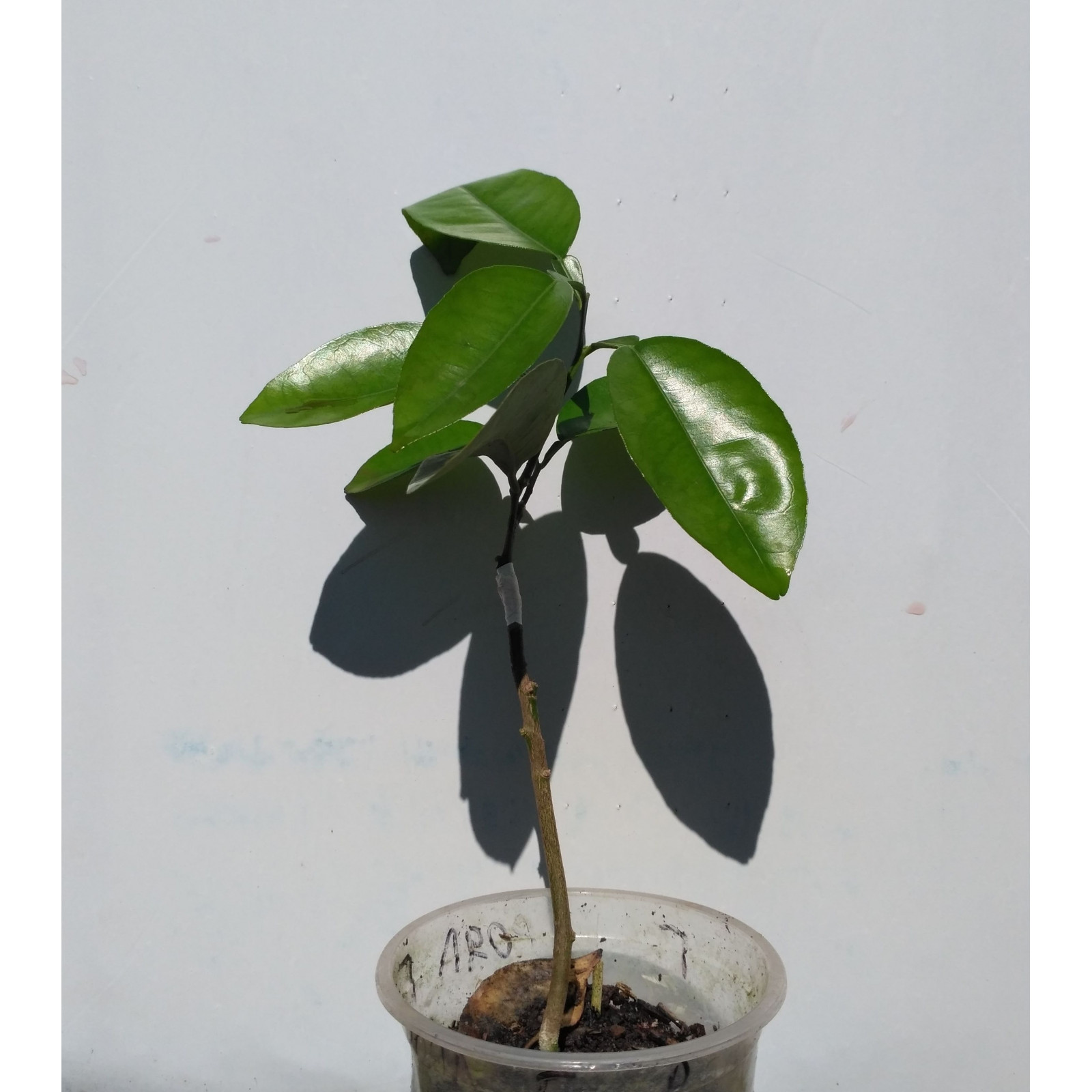 Грейпфрут Роял