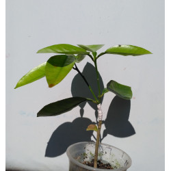 Грейпфрут Роял