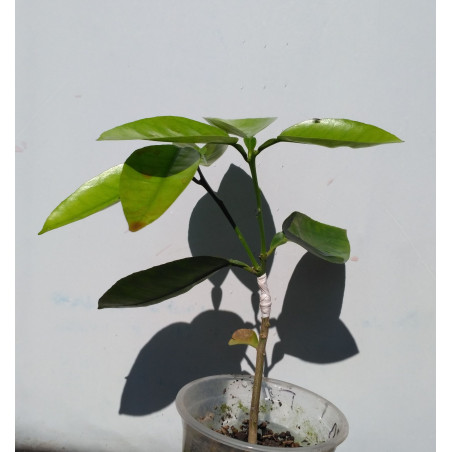 Грейпфрут Роял