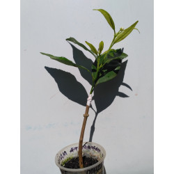 Мандарин Мандалейт