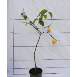 Лимон новогрузинский 034