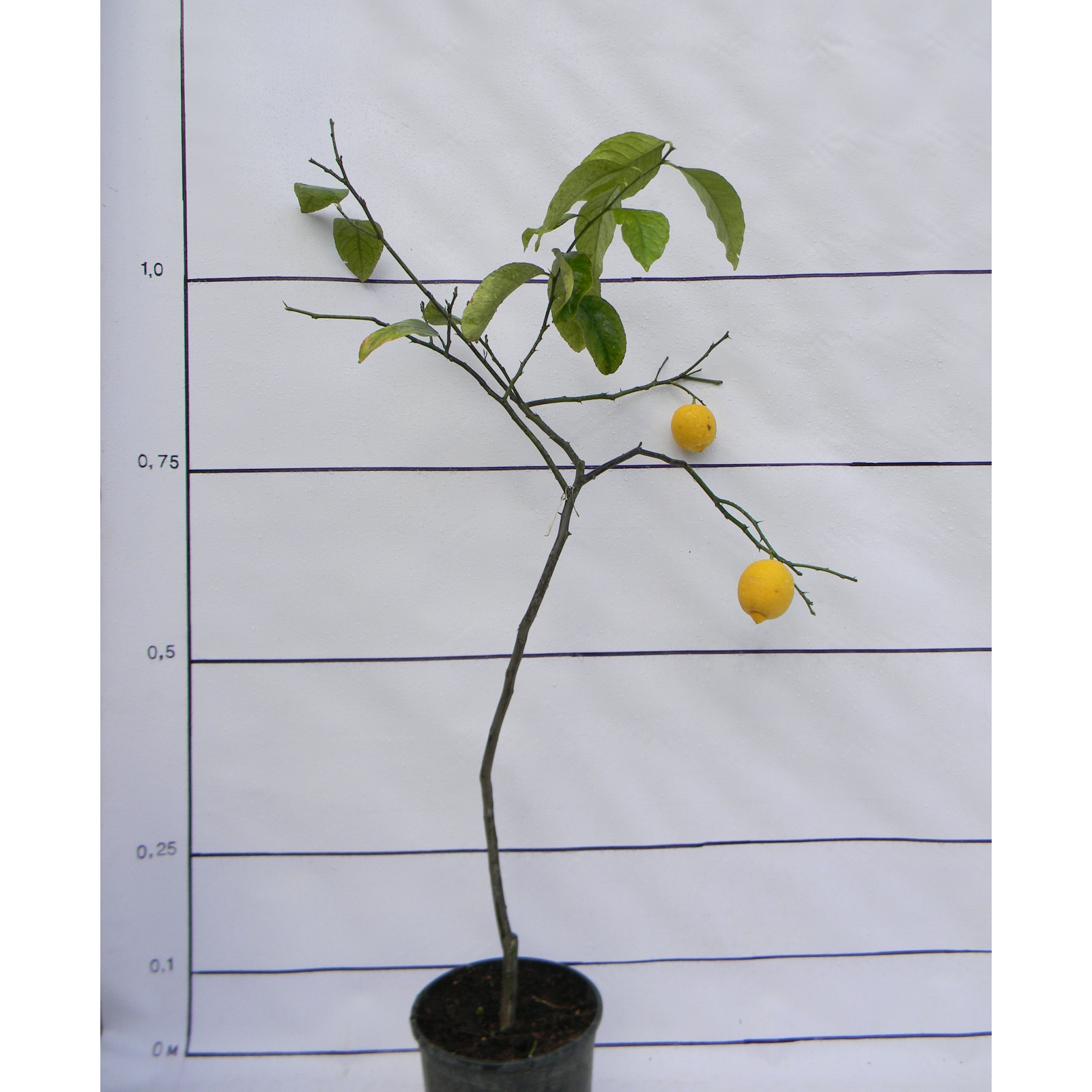 Лимон новогрузинский 034