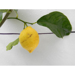 Лимон новогрузинский 038