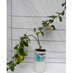 Лимон новогрузинский 038