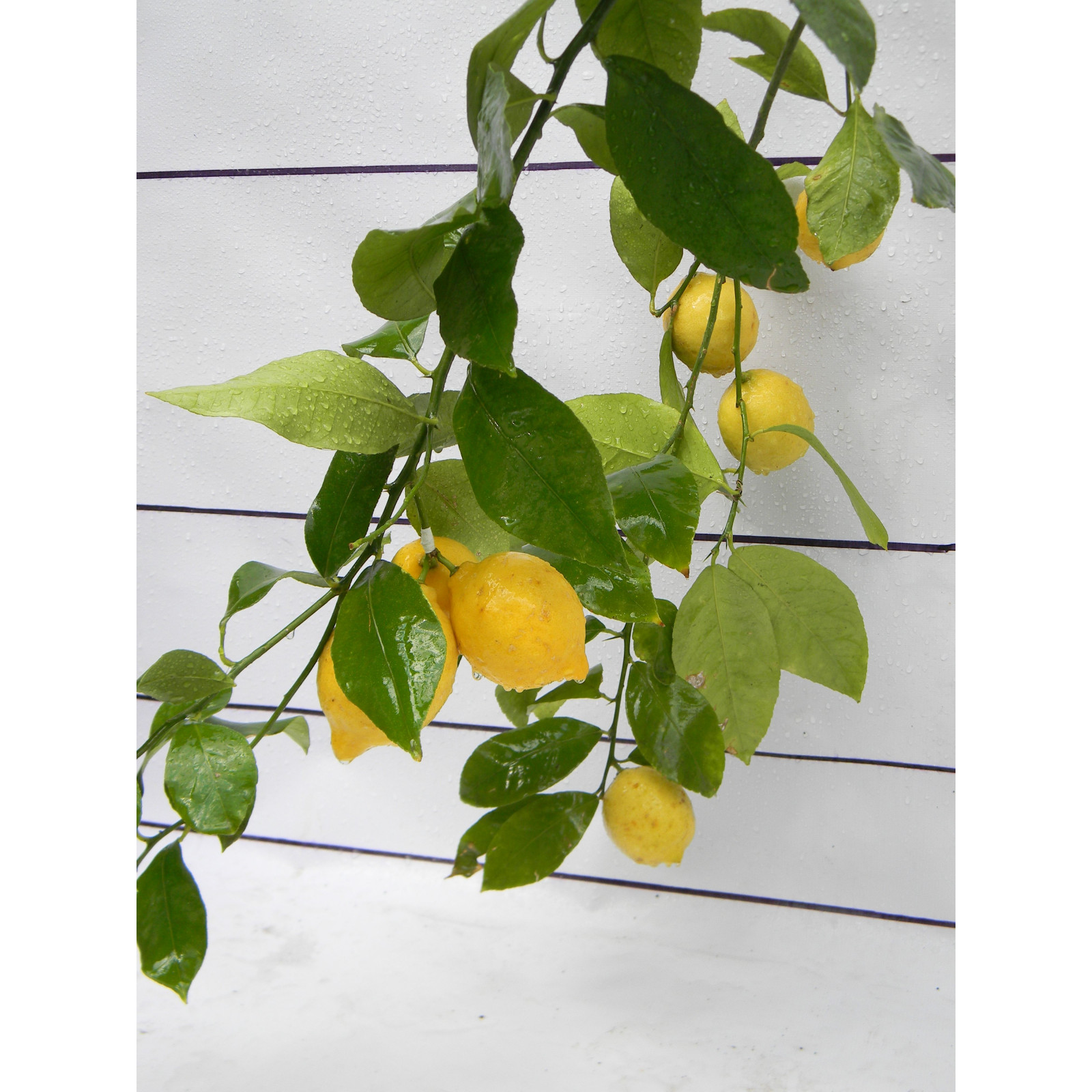 Лимон Новогрузинский