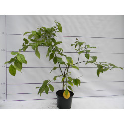 Лимон Новогрузинский