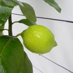 Лимон новогрузинский 054
