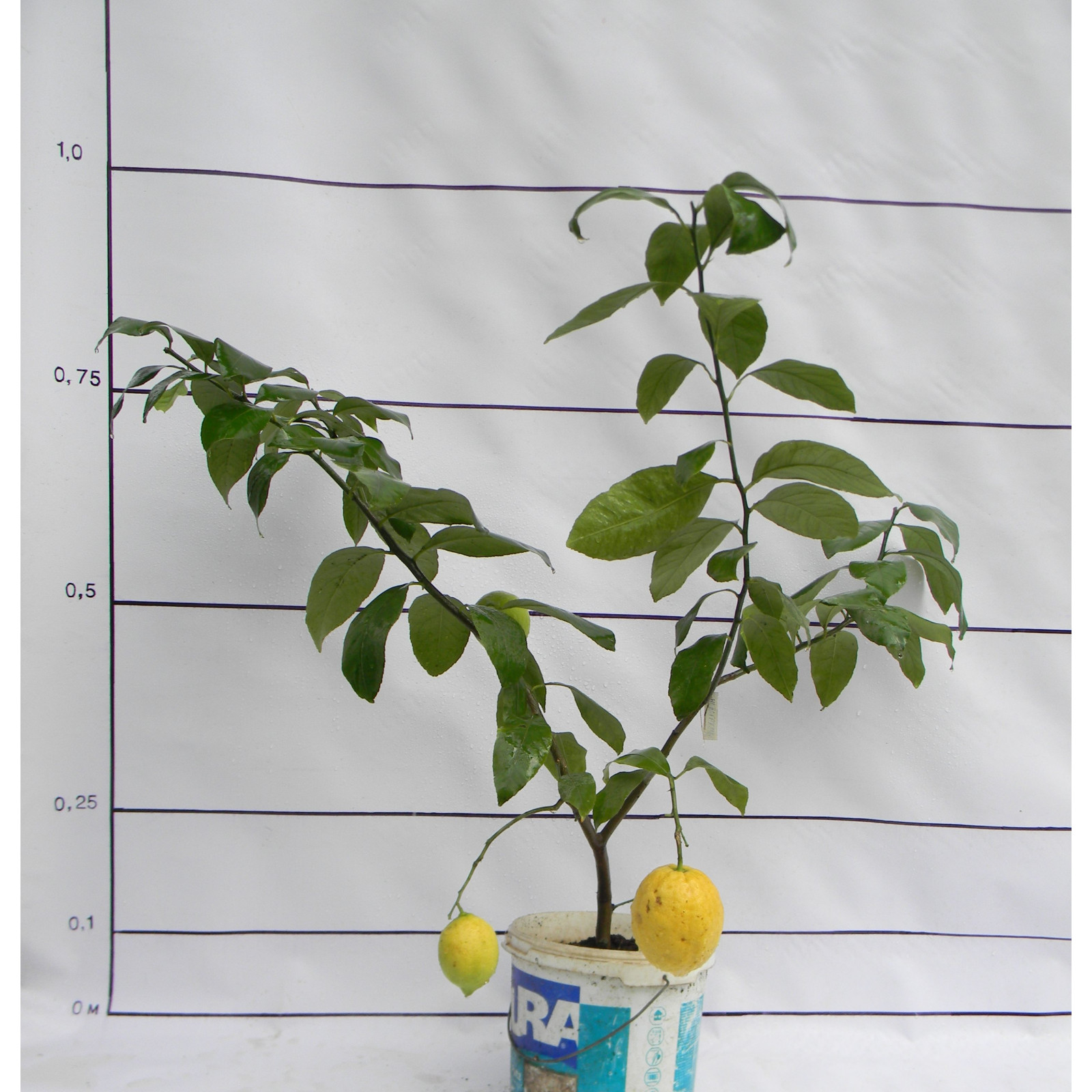 Лимон Новогрузинский