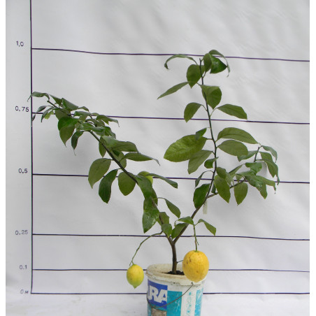 Лимон Новогрузинский