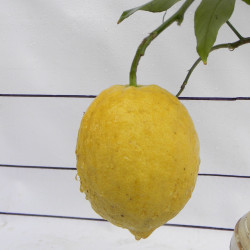 Лимон новогрузинский 054