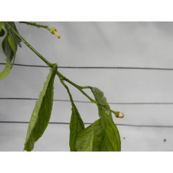 Лимон новогрузинский 026