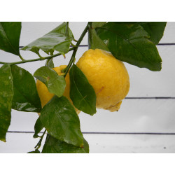 Лимон новогрузинский 026