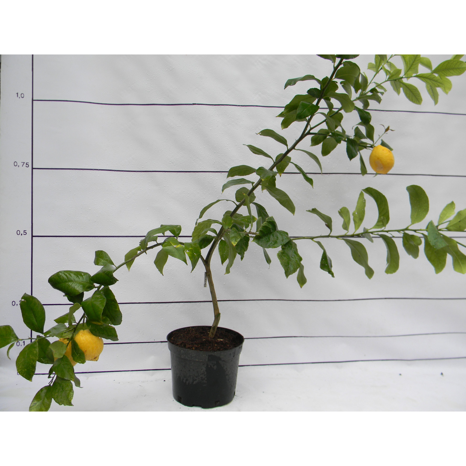 Лимон Новогрузинский