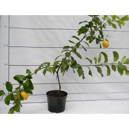 Лимон Новогрузинский