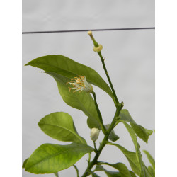 Лимон новогрузинский 026