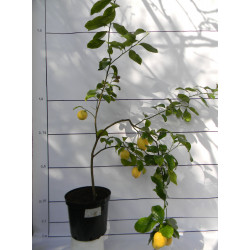 Лимон Новогрузинский