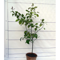 Лимон Новогрузинский