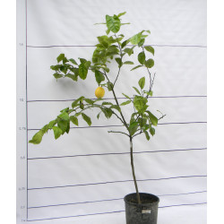 Лимон Новогрузинский