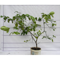 Лимон Новогрузинский