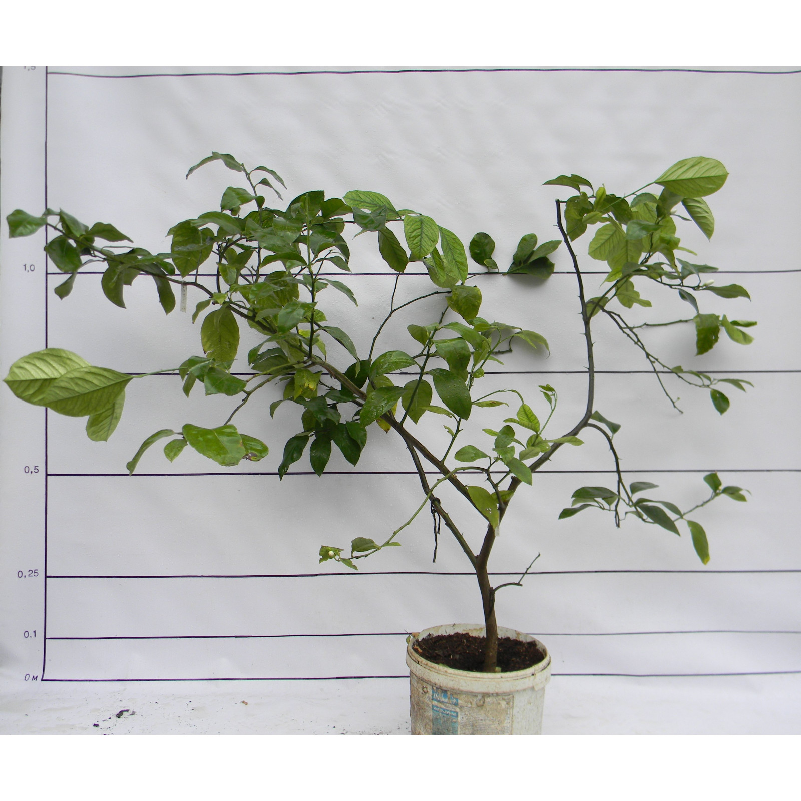 Лимон Новогрузинский