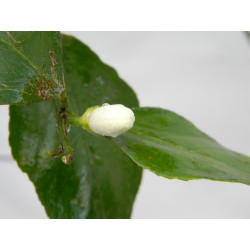 Лимон новогрузинский 027