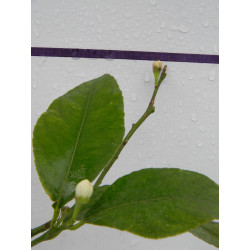 Лимон новогрузинский 027