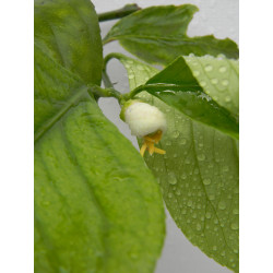 Лимон новогрузинский 027