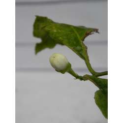 Лимон новогрузинский 027