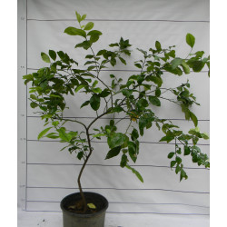 Лимон Новогрузинский