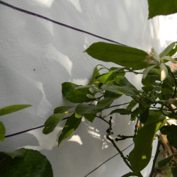 Лимон новогрузинский 014