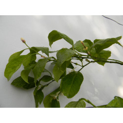 Лимон новогрузинский 014