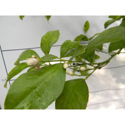 Лимон новогрузинский 014