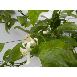 Лимон новогрузинский 014