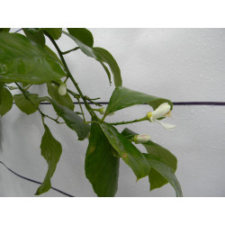 Лимон новогрузинский 014