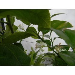 Лимон новогрузинский 014