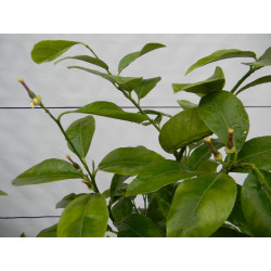 Лимон новогрузинский 014