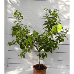 Лимон Новогрузинский