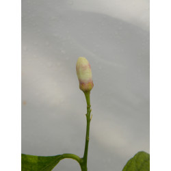 Лимон новогрузинский 014