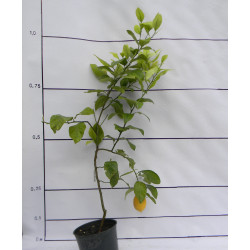 Лимон Новогрузинский