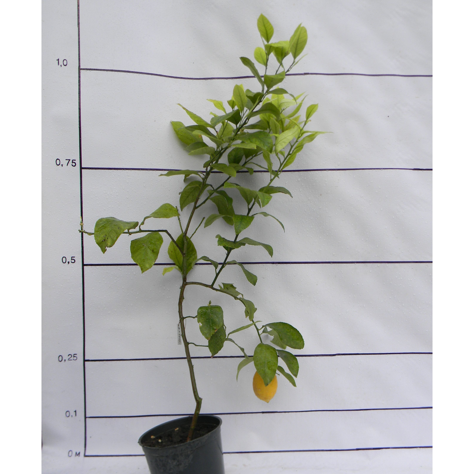 Лимон Новогрузинский