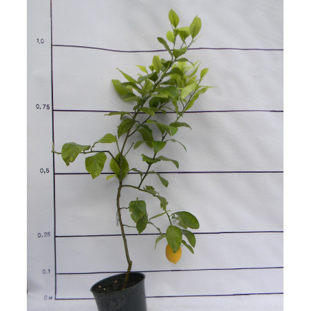 Лимон Новогрузинский