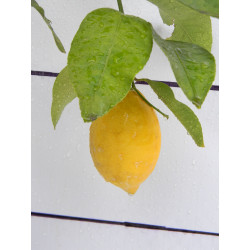 Лимон новогрузинский 024