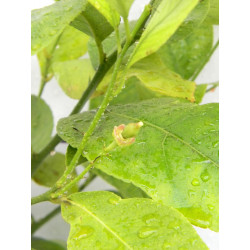 Лимон новогрузинский 024