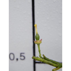 Лимон новогрузинский 024