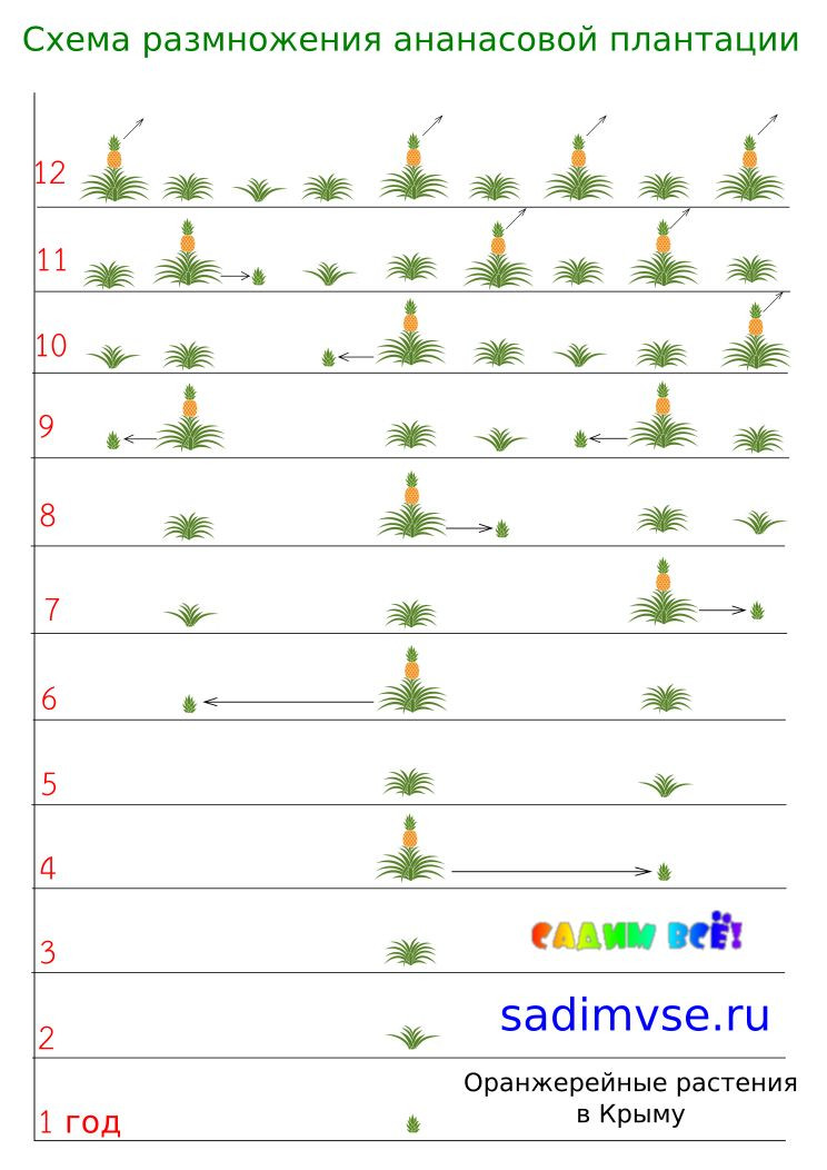 Схема размножения ананасовой плантации