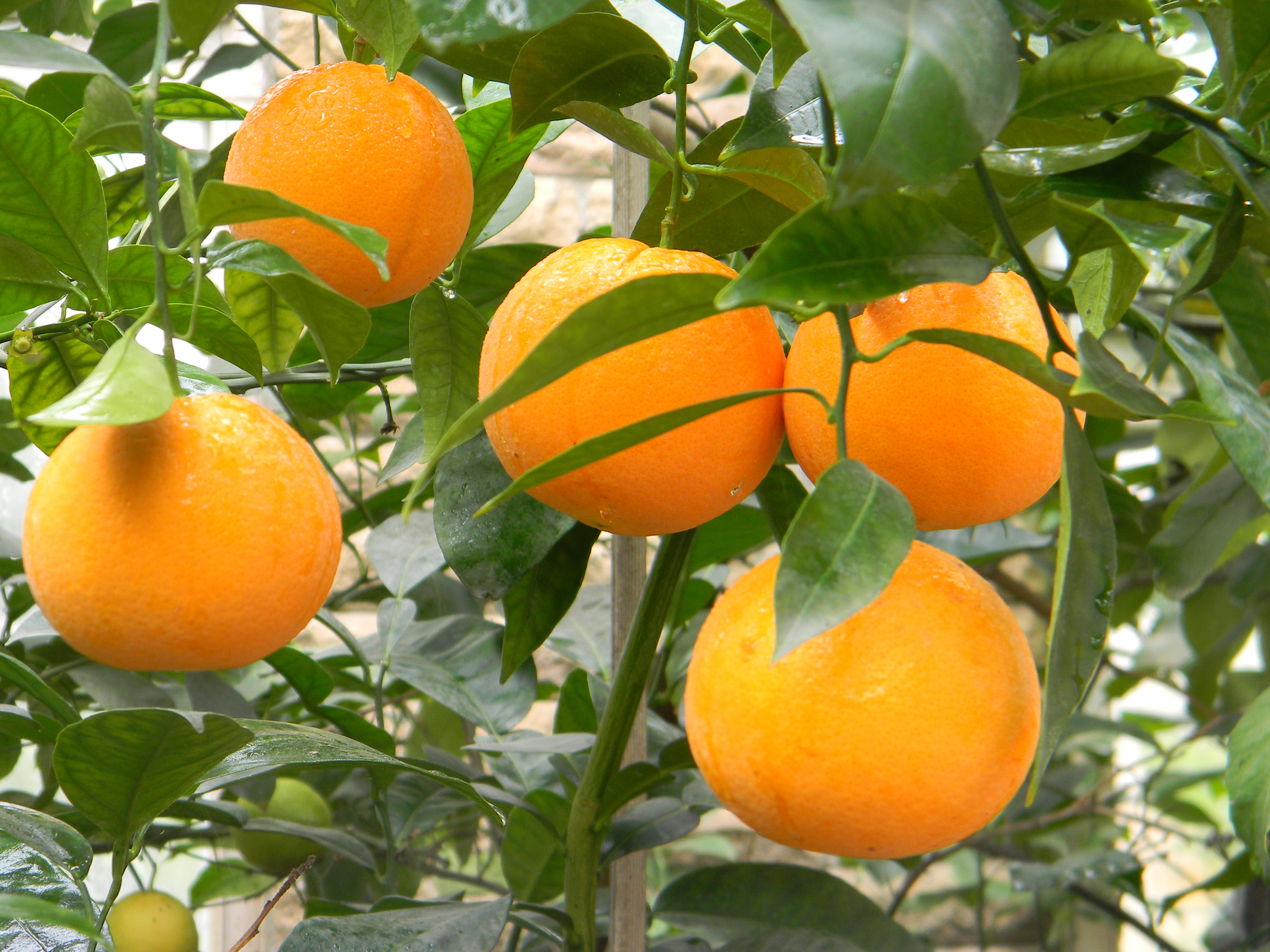 Апельсин Вашингтов навел